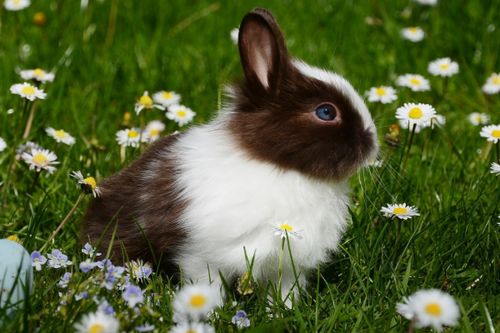 兔兔兔 的一生运势,特别是75年 卯兔人 ,45岁后是好是坏