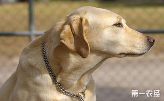 拉布拉多犬要怎么训练 拉布拉多犬训练的注意事项