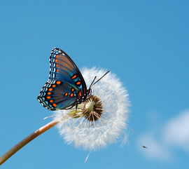 如何发现改变自己的哪只美丽 蝴蝶