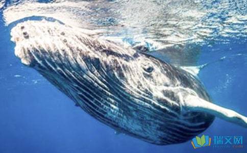 保护鲸鱼的英语倡议书 