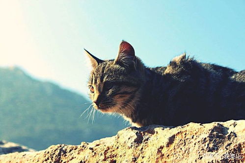 泰山上的猫,可能对泰山的生态带来灾难