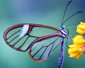 蝴蝶,玻璃的翅膀,格里塔反对派,玻璃步履艰难,关闭,透明,性质,昆虫,翼,热带,热带蝴蝶,美丽,花丝,招标 