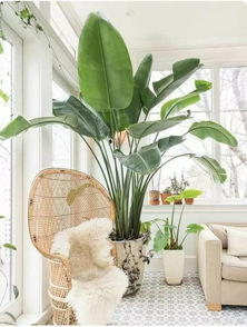 大厅种什么大型绿植比较好,适合放客厅的大盆绿植，适合客厅养的大型植物有哪些