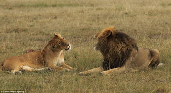 肯尼亚西马赛马拉自然保护区一只母狮对公狮 动手动脚 