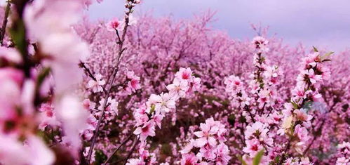 是时候收藏这份安康春季赏花攻略了,鲜花遍布山野,等你来打卡