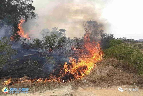 汕尾一山头大火蔓延,50人出动救火