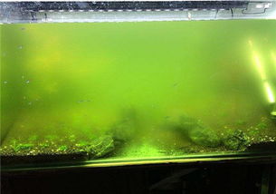 鱼缸放在有阳光的地方水为什么变绿(鱼缸见阳光有绿色怎样去除)