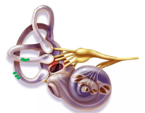 你知道吗 眩晕可能要看耳鼻喉科 上