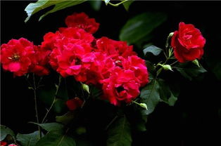 红蔷薇花语,“红蔷薇”的花语是什么？