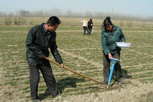 农民花100块买了一袋肥料,撒到地里不会化,这是为什么 