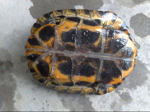 谁知道这是什么龟 龟的品种 