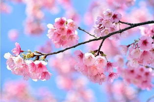 心理学 4张图片,你觉得哪片桃花林最美 测你近期桃花运如何