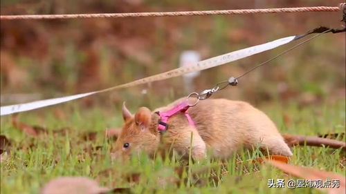 柬埔寨千里迢迢从非洲引进一批老鼠,救了无数人生命