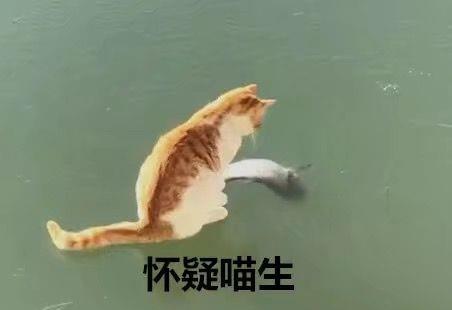 猫咪在冰面上疯狂捉鱼,没想到捉鱼捉到怀疑人生,猫咪 气死本宫