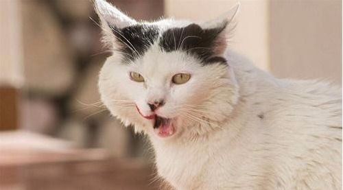 猫舌头溃疡怎么引起的