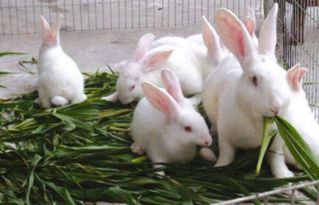 养殖兔子智慧之选多少钱 养殖兔子前景怎么样 
