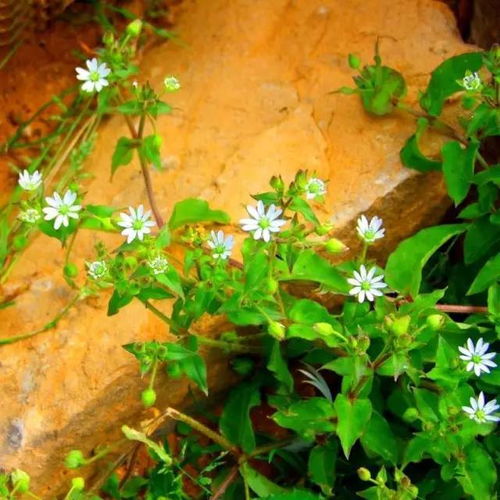 花一派 丨宝宝花名大全 植物这么多好听的名字,都很合适