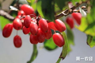 山茱萸要怎么种 山茱萸的种植技术