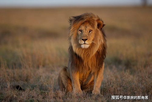 浅谈环境变化对狮子的影响,除了影响种群发展,还会改变其行为