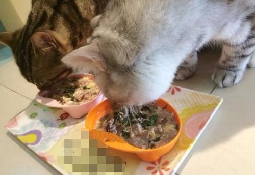 为什么家里的猫两天不排泄不进食？