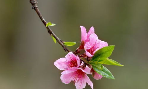 三月桃花开,10首诗词带你看尽最美的桃花