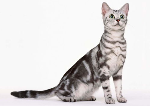 可爱宠物家猫动物家居一角素材猫咪图片 模板下载 0.91MB 其他大全 标志丨符号 