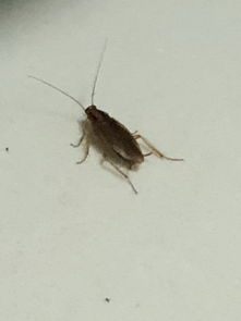 夏天厨房出现很多这种黑色的虫子,地上 墙上都是,请问这是什么虫 