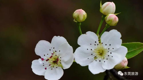 清新好听的花名及花语：感受自然之美，解读花卉的情感寓意