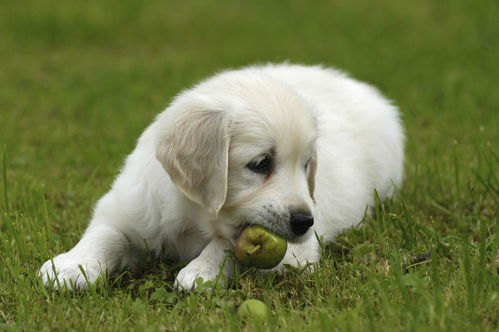 狗狗吃葡萄真的会中毒吗,狗狗吃了葡萄怎么办 