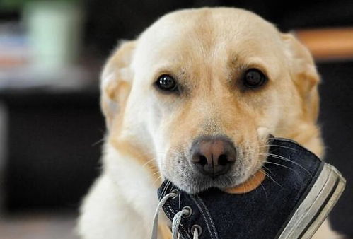 为什么狗狗爱咬你 鞋子 原因有6个,网友 它就喜欢这味