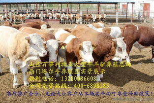 阜阳哪里有卖改良牛的 阜阳养西门塔尔牛价格 厂家 图片 