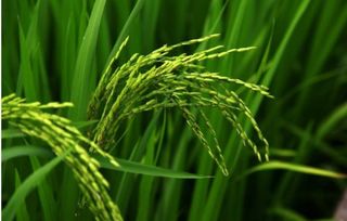 稻子和稗子的区别,巴巴地活着的下句？