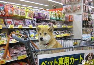 超市购物车都变成宠物的 摇篮 了