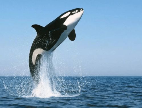 虎鲸的天敌是什么 为什么连鲨鱼都敢怼,号称海洋里 大混蛋