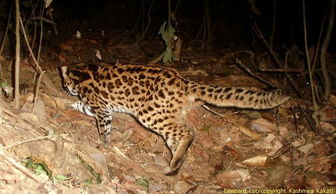 印度德西雨林发现7种罕见猫科动物 