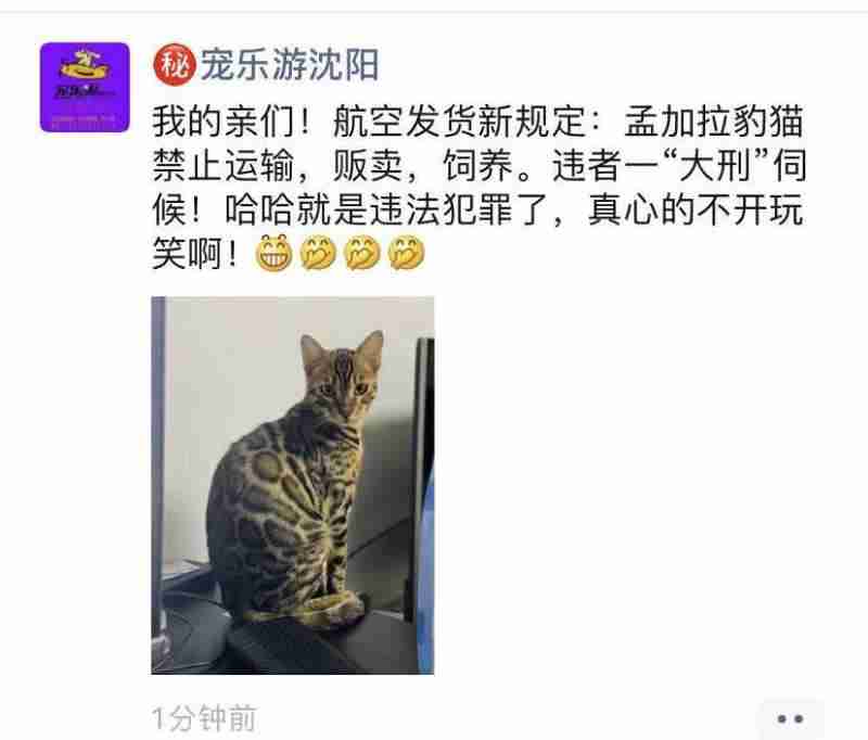 孟加拉豹猫为什么不建议养