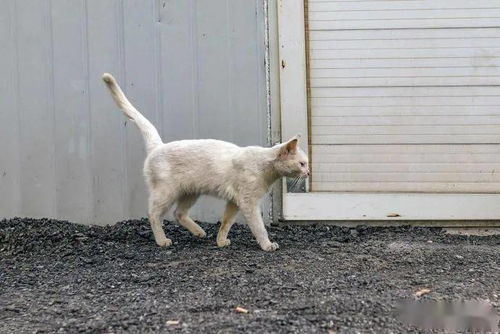 一年前被人领养的猫,带着伤回到原主人身边,它一直在找回家的路