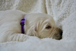 金毛的小狗,小狗,小狗的三个星期,紫色的小狗,小狗睡觉,可爱,动物,犬 