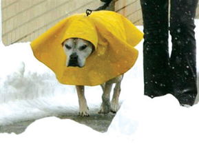 一只小狗穿雨衣 