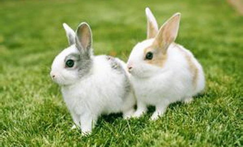 侏儒兔的耳朵一直痒是为什么,侏儒兔耳朵痒怎么才好 