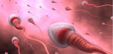 男人一生可排出多少精子？