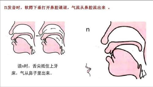 鼻音n和边音l分别怎么发音 怎么区别别人读的是n还是l 我听别人读n l都一样 