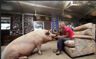 一个农民炒股大户的惊人语录 炒股只需养猪的智慧