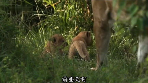 妈妈不在,小狮子被家人残忍杀害 