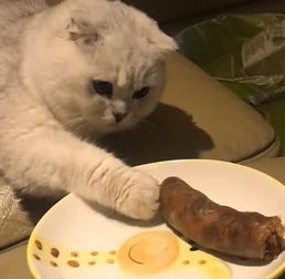 猫咪想偷吃香肠,不料被主人抓正着,猫咪 我没吃就是看看