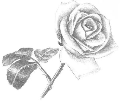 ins风复古玫瑰花画法 玫瑰铅笔画 手绘 简单