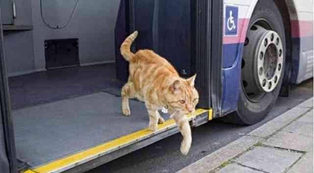 猫咪每天独自坐公交,司机耐心等它上车,原因很感人