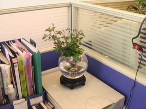 办公桌放什么绿植好,最适合在办公室养的10种绿植