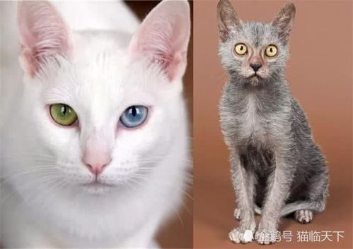 罕见的泰国御猫,古暹罗最受尊敬的天然猫种,传说异瞳御猫能带来好运