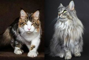 大型猫之缅因猫全面介绍 教你分辨西伯利亚猫和挪威森林猫